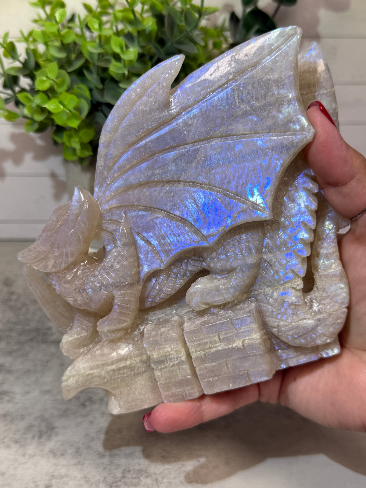Blue Moonstone Dragons