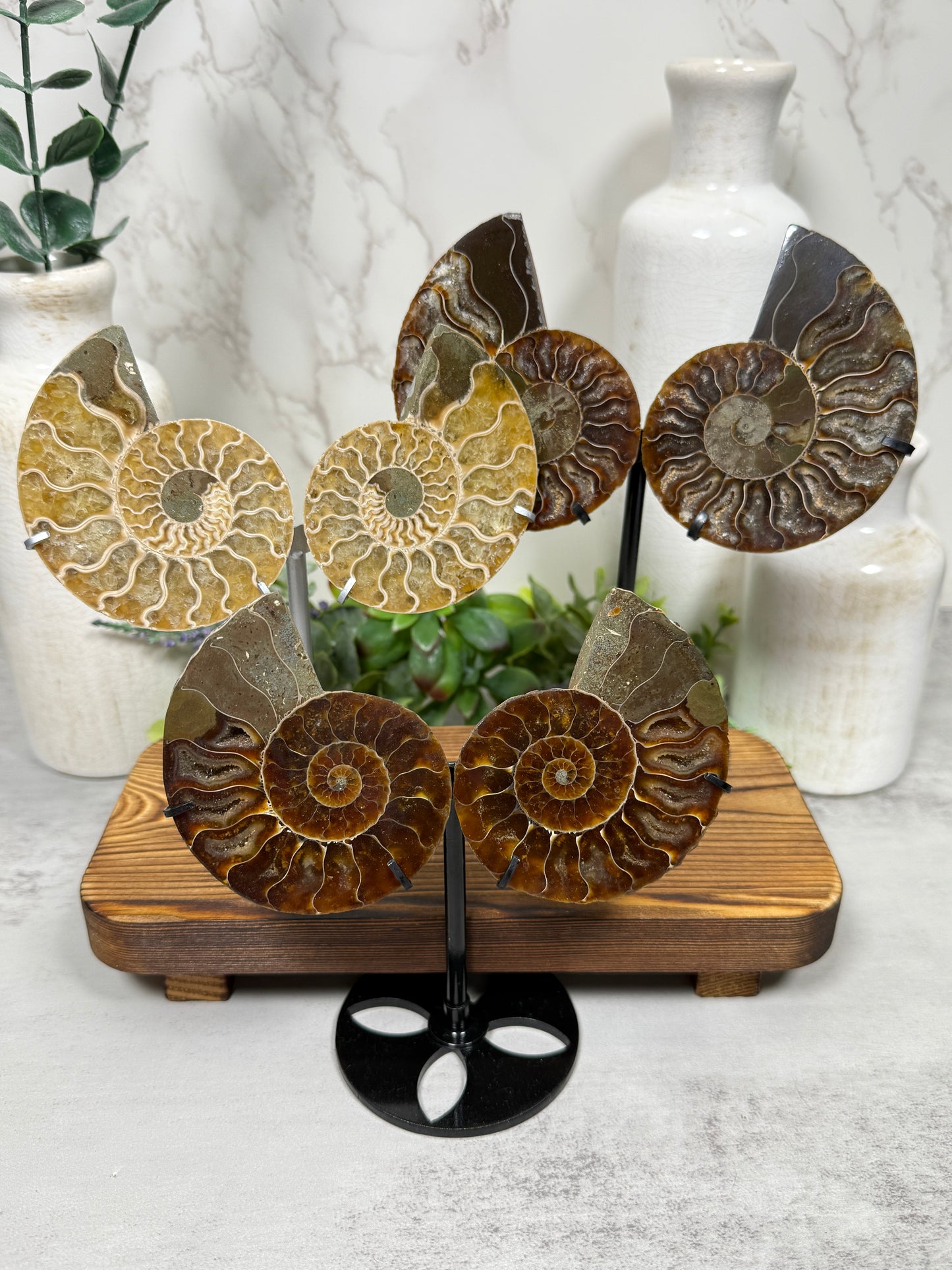 Druzy Ammonites on Stands