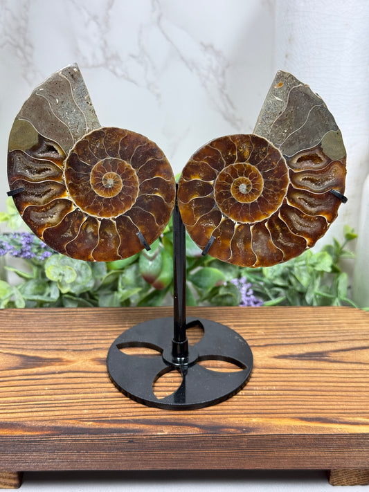 Druzy Ammonites on Stands