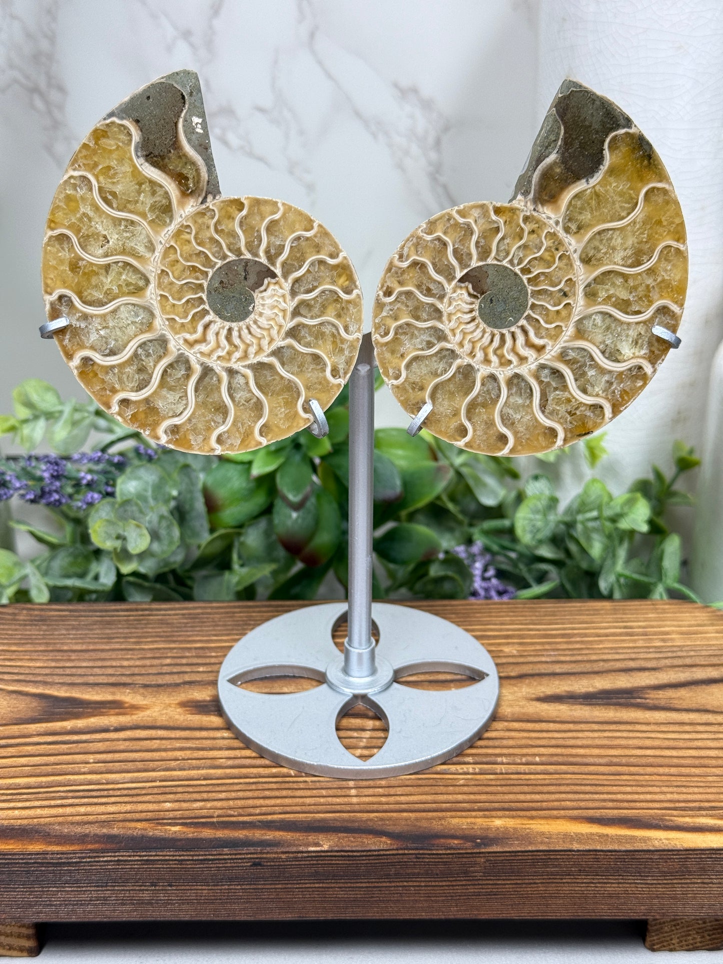 Druzy Ammonites on Stands