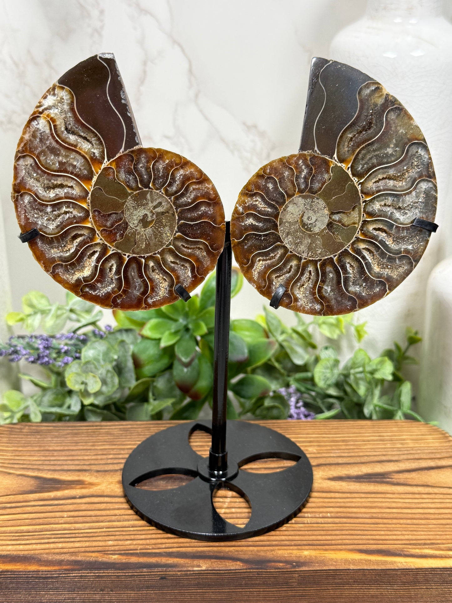 Druzy Ammonites on Stands